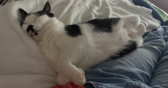 morgan pet sitter à CONCARNEAU 29900_2