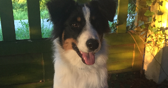 rose pet sitter à RENNES 35000_2