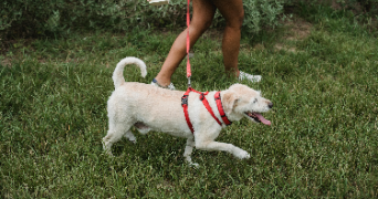 corinne pet sitter à VILLEFRANCHE DE CONFLENT 66500_3