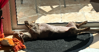 charlotte pet sitter à BORDEAUX 33000_3