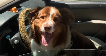 lou pet sitter à TROYES 10000_1