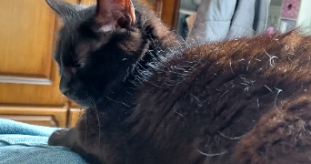 mélanie pet sitter à LOUVIERS 27400_2