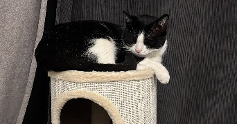 mégane pet sitter à CREPY EN VALOIS 60800_7