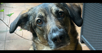 camille pet sitter à NIMES 30000_1