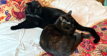 camille pet sitter à PARIS 14 75014_2
