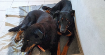 barbara pet sitter à ORMES 45140_9