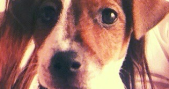 maeva pet sitter à Lyon 69005_3