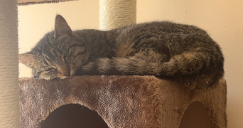 pauline pet sitter à Cherbourg 50130_1