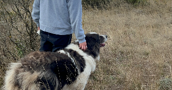 pierre pet sitter à ST ETIENNE 42000_4