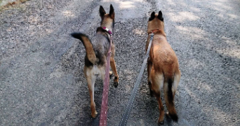 deborah pet sitter à BEAUVOISIN 30640_0
