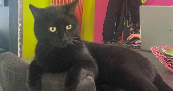 alya pet sitter à Drancy 93700_4