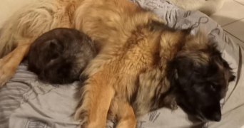 ewen pet sitter à PORDIC 22590_1