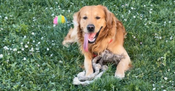 clémence pet sitter à ST ETIENNE 42000_3