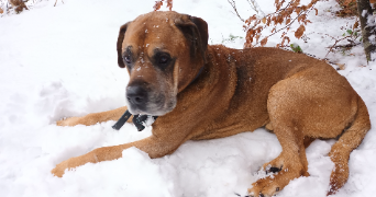 cindy pet sitter à NEUVILLE SUR OISE 95000_4