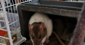 sybille pet sitter à AVRICOURT 57810_7