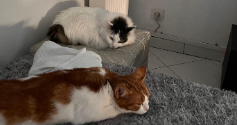 manon pet sitter à NIMES 30000_6