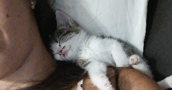 emma pet sitter à TOULOUSE 31400_4