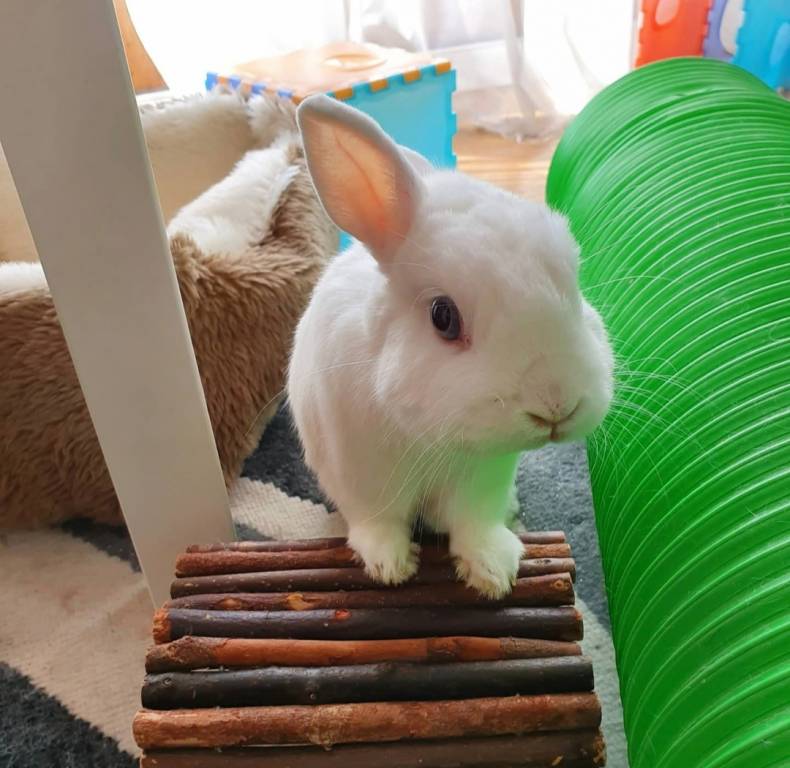 Elise pet sitter à Chatou 78400_0