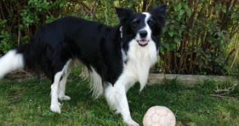 laura pet sitter à LOUDEAC 22600_1