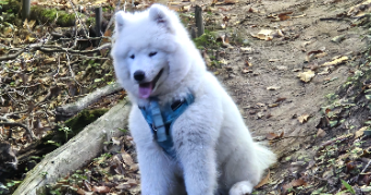 julie pet sitter à BOBITAL 22100_0