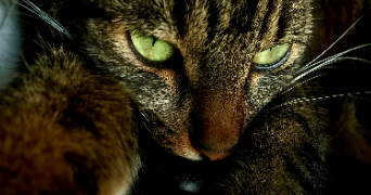 amélie pet sitter à MEUDON 92190_1