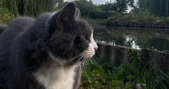 blanche pet sitter à ROUEN 76000_8