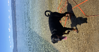 jerome dog sitter à ANTHY SUR LEMAN 74200_4