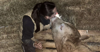 ninon pet sitter à LE MANS 72000_1