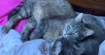 orléane pet sitter à AMIENS 80000_2