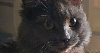 caroline pet sitter à HOUDEMONT 54180_3