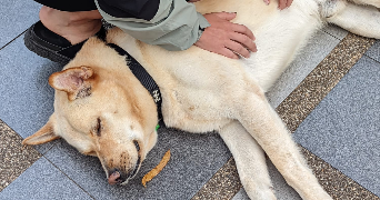 marjorie dog sitter à TOULOUSE 31500_3