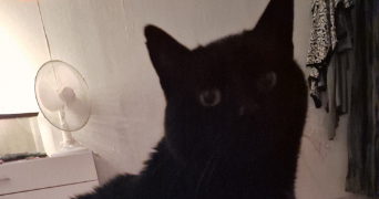 muriel pet sitter à GOLBEY 88190_4