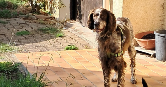 isabelle pet sitter à AIGUILLON 47190_8