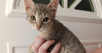 ines pet sitter à BEZIERS 34500_4