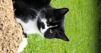 ambre pet sitter à MONTGESOYE 25111_0