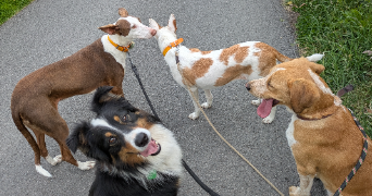 marion pet sitter à LISORES 14140_1