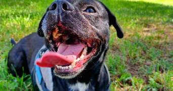 emma pet sitter à LA ROCHELLE 17000_2