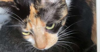 anastacia pet sitter à LE HAVRE 76600_2