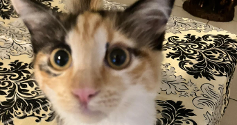 wassila pet sitter à LIMOGES 87100_0