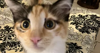 wassila pet sitter à LIMOGES 87100