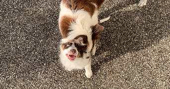camille pet sitter à CHAMBERY 73000_2