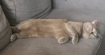morgane pet sitter à ANTIBES 06600_1