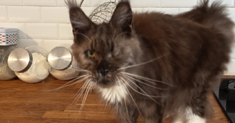 angèle pet sitter à NICE 06000_1