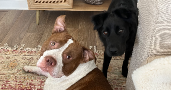 clemence pet sitter à ST MAUR DES FOSSES 94100_7