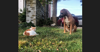 mathilde pet sitter à ANGERS 49100_3