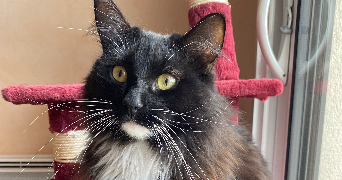 maëva pet sitter à CESSON SEVIGNE 35510_4
