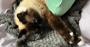 anaïs pet sitter à Combs la ville 77380_2