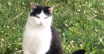 lili pet sitter à GOUVIEUX 60270_3