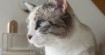 amélie pet sitter à ST ROMAIN LA VIRVEE 33240_0