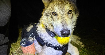 hadjila pet sitter à WATTRELOS 59150_1
